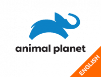 Animal Planet English